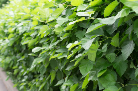 wall of bushes with green leaves with perspective in summer park. close-up, background, nature.の写真素材