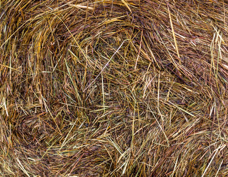 wet hay harvest texture at rainy day. background, agricultural.