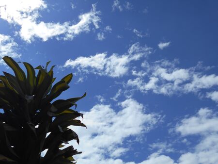 Clear sky with ornamental plantの写真素材