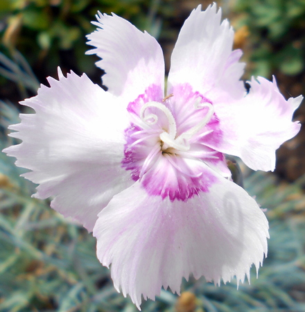 Wild flower with purple tones in its climaxの写真素材