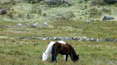 Pair of horses in contrast and perfect harmonyの写真素材