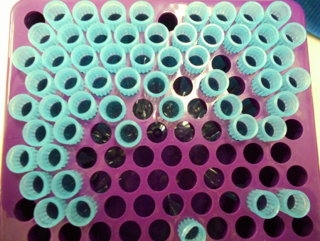 pipette container for multiplication of organisms; typical laboratory materialの写真素材