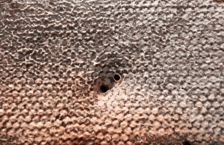 with a unique pattern, small discrepancies are observed in what would be a perfectly operculated...
