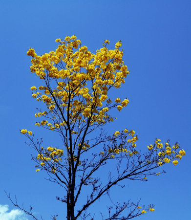 Handroanthus chrysanthus, known as yellow flower It is an ornamental tree that provides a good mix...