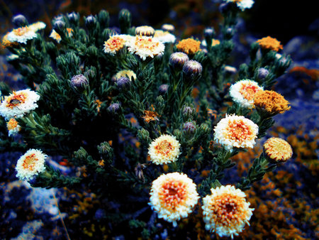 flower macro with high detail