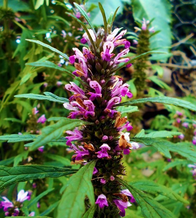 flower macro with high detailの写真素材