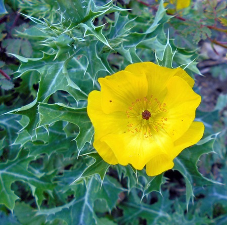 flower macro with high detailの写真素材