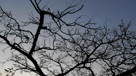 branches of trees against backlightの写真素材