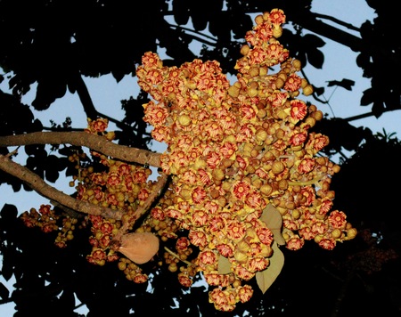 flowering of trees in the tropical moist forestの写真素材