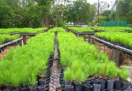 nursery plants for forestry production and reforestationの写真素材