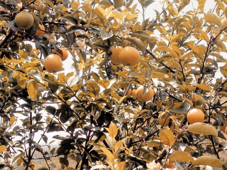 citrus fruit tree in full productionの写真素材