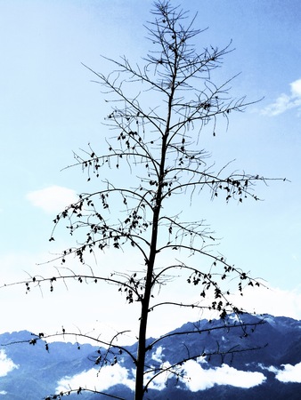 The agave flower is a stem that grows in the center of the plant and reaches great heightsの写真素材