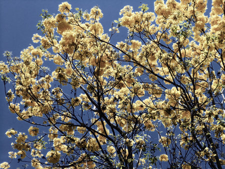 Handroanthus chrysanthus, known as yellow flower It is an ornamental tree that provides a good mix...