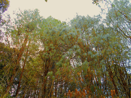 Fractal shapes of nature through the leaves. You never know what form nature will take to express its unique and unrepeatable shapes. The play of light and leaves can only be imitated, never replicated.の写真素材