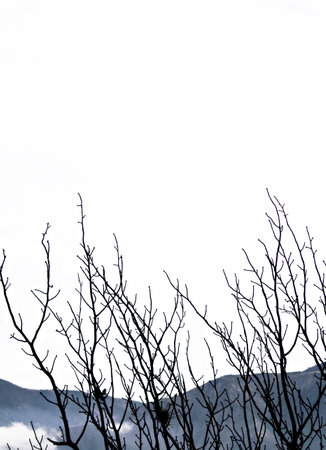 The play of light and leaves can only be imitated, never replicated.の写真素材