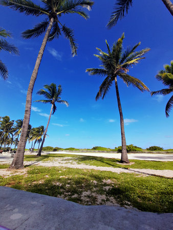 beach landscape with blue skies and palm trees, idyllicの写真素材