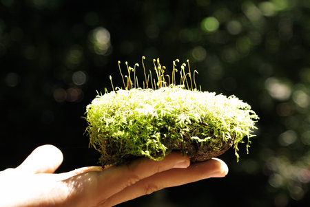 mosses and lichens reproducing by spores with structures