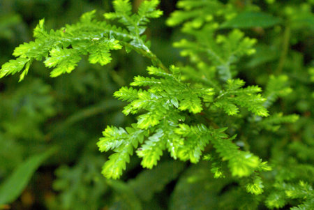 mosses and lichens reproducing by spores with structuresの写真素材
