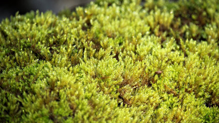 mosses and lichens reproducing by spores with structuresの写真素材