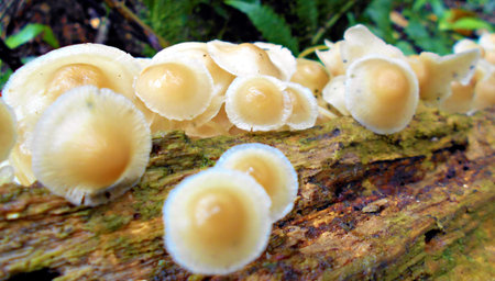 species of fungi in their natural habitat in the tropical rainforest