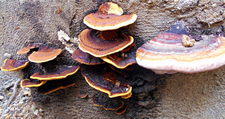 species of fungi in their natural habitat in the tropical rainforest