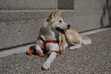 Akita Inu relaxing の写真素材