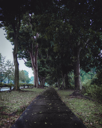 Gloomy Forest Walkway