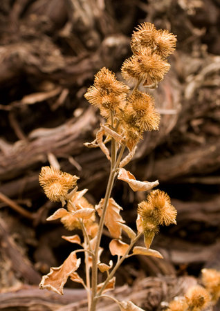 Old, dry prickleの写真素材