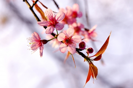 Pink Sakura at Chiangmai, Thailandの写真素材