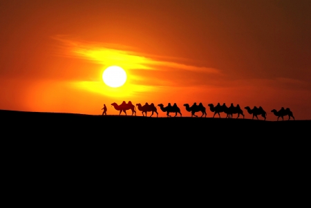 camel caravan with sunsetの写真素材