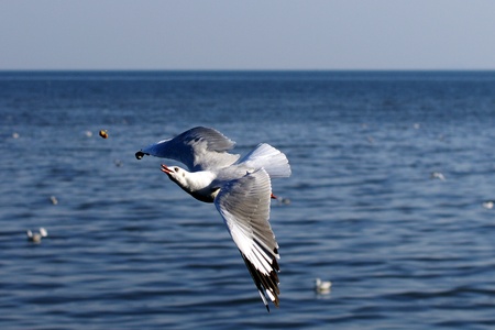 Seagull fly to catch foodの写真素材