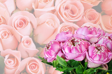 pink lotus Panicle on rose backgroundの写真素材