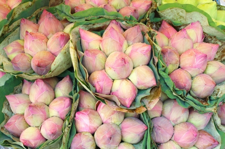 Pink lotus Panicle in marketの写真素材