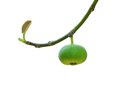 a Fig on white backgroundの写真素材