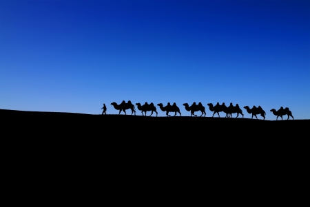 camel caravan on blue skyの写真素材