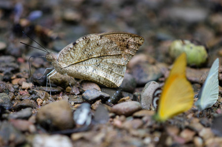 a kind of butterfly on the ground with another kind butterfly in the forestの写真素材