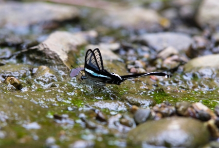 Beautiful butterfly on stream in the forest  Green Dragontail の写真素材