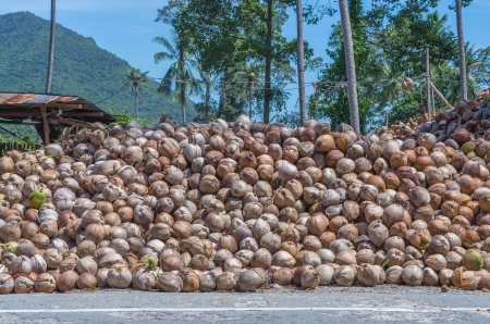 Stack of the coconut beside the street for coconut oil industryの写真素材