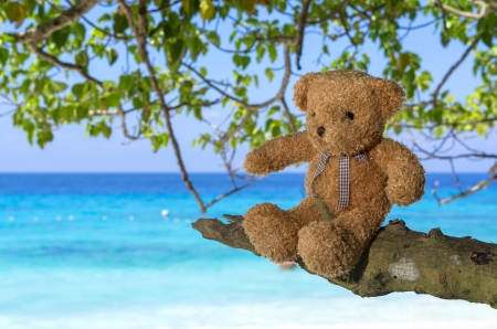 TEDDY BEAR brown color sitting on the tree with sea beach backgroundの写真素材