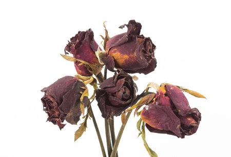 Dried red rose on white backgroundの写真素材