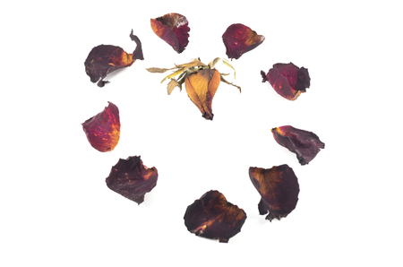 Dried red rose and leaf on white backgroundの写真素材