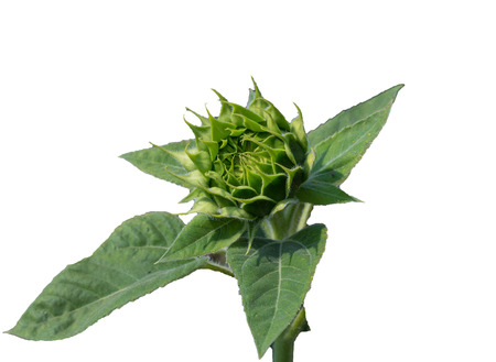 A baby Sunflower on white background, isolateの写真素材