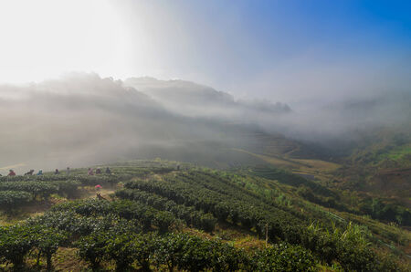 Tea field when sunrise with fog, Doi angkhang, Chiangmai province, Thailandの写真素材
