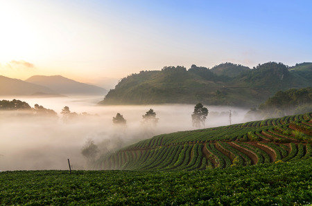 Strawberry farm when sunrise with fog, Doi angkhang, Chiangmai province, Thailandの写真素材