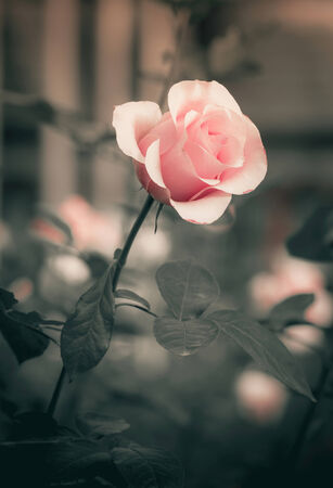 Vintage Roseの写真素材