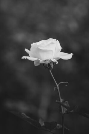 Vintage white Roseの写真素材
