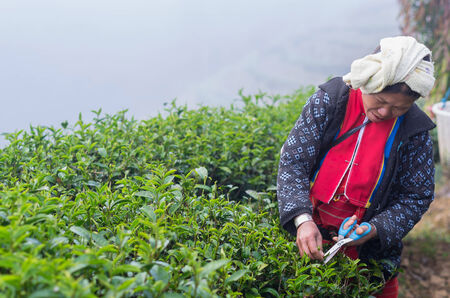 CHIANG MAI,THAILAND - JANUARY 11 : Unidentified farmer pick in tea leaves between green tea bushes on January 11, 2014 in tea field,ang khang, Chiang mai, Thailand.のeditorial素材
