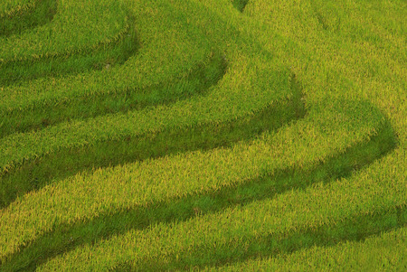 Close up Terrace rice fields,sapa, vietnamの写真素材