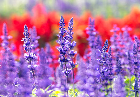 Blue Salia fieldの写真素材