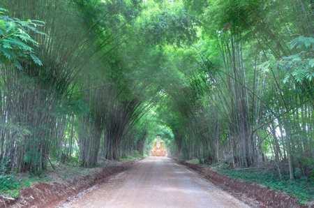 Bamboo tree tunnel background heading to big buddhaの写真素材